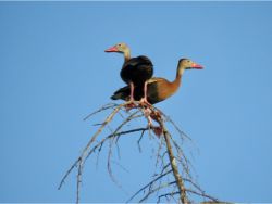 Black-bellied Whistling-Ducks